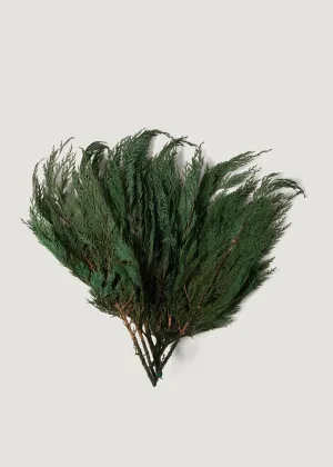 Preserved Winter Greens Cedar Branch Bundle - 18-24"