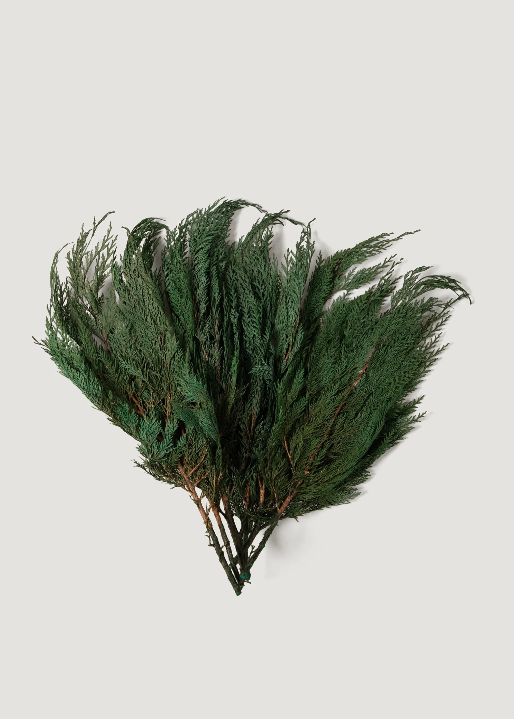 Preserved Winter Greens Cedar Branch Bundle - 18-24"